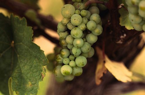 Reife Weintraube im Weinberg von Koblenz Güls
